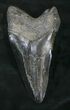 Pathalogical Megalodon Tooth - South Carolina #25604-1